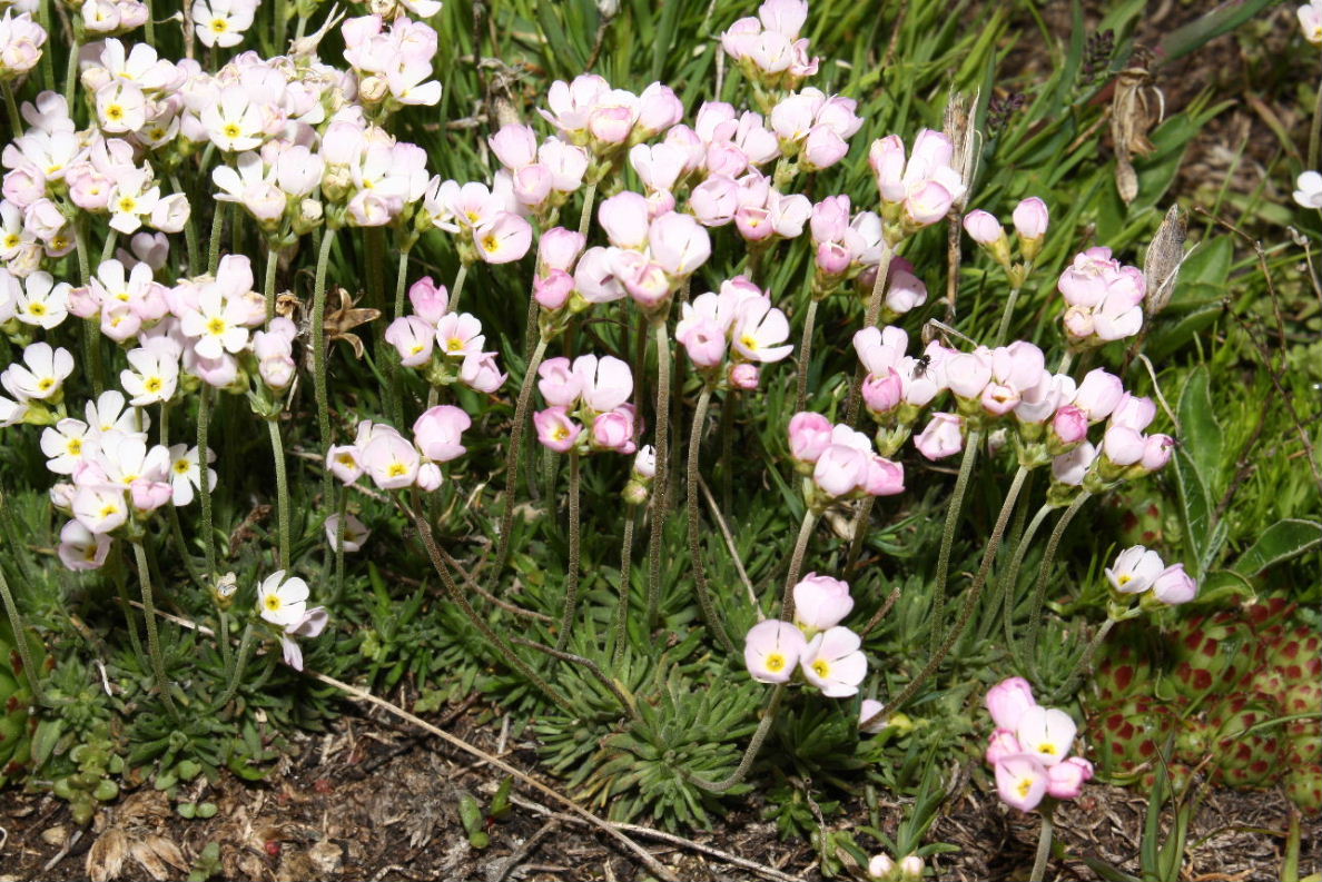 Androsace adfinis subsp. puberula / Androsace carnicina